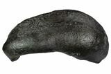 Large, Fossil Whale Ear Bone - Miocene #99982-1